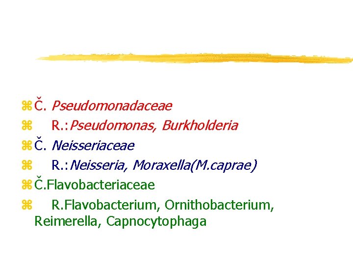 z Č. Pseudomonadaceae z R. : Pseudomonas, Burkholderia z Č. Neisseriaceae z R. :