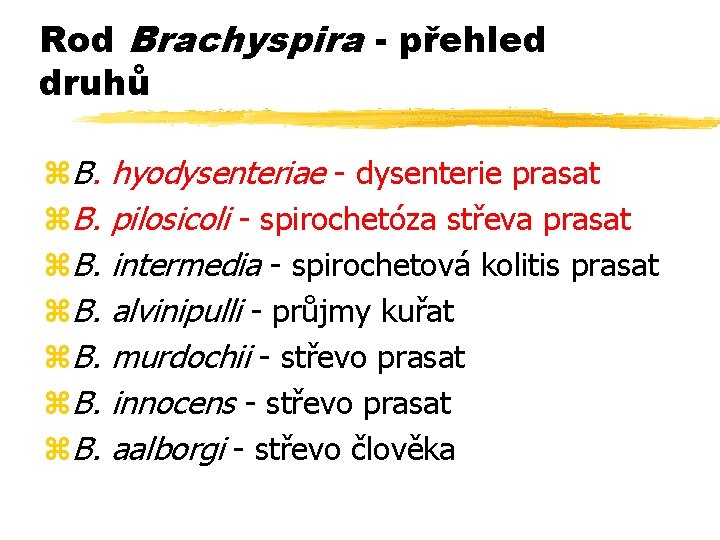 Rod Brachyspira - přehled druhů z. B. hyodysenteriae - dysenterie prasat pilosicoli - spirochetóza