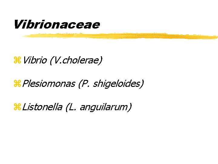 Vibrionaceae z. Vibrio (V. cholerae) z. Plesiomonas (P. shigeloides) z. Listonella (L. anguilarum) 