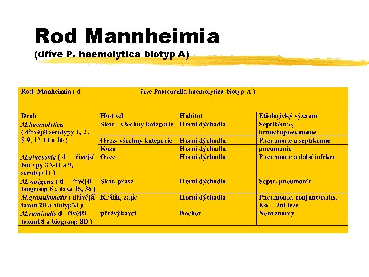 Rod Mannheimia (dříve P. haemolytica biotyp A) 