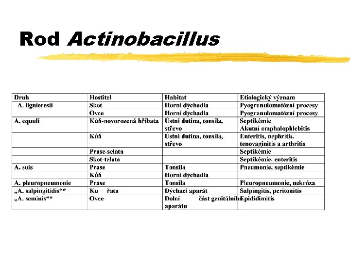 Rod Actinobacillus 