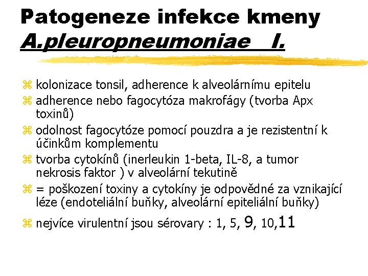 Patogeneze infekce kmeny A. pleuropneumoniae I. z kolonizace tonsil, adherence k alveolárnímu epitelu z