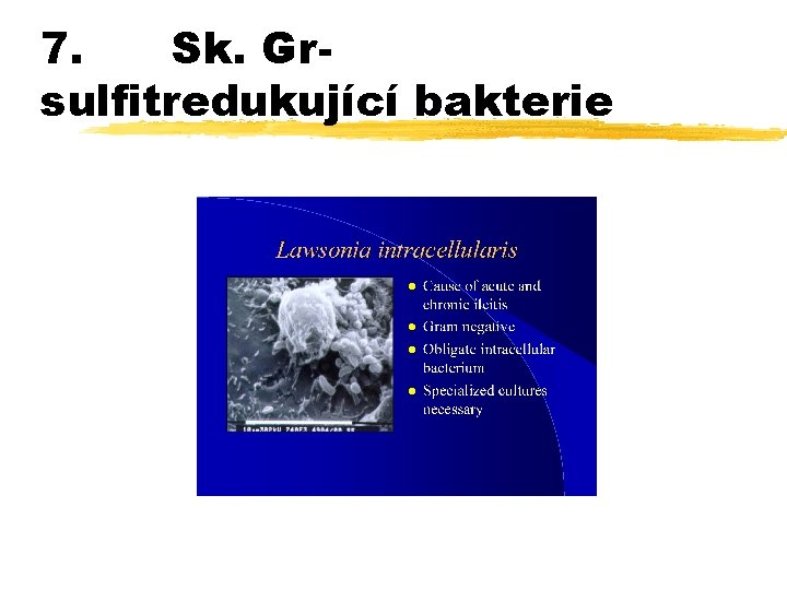 7. Sk. Grsulfitredukující bakterie 