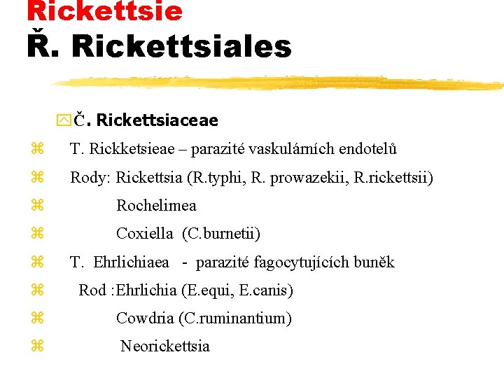 Rickettsie Ř. Rickettsiales yČ. Rickettsiaceae z T. Rickketsieae – parazité vaskulárních endotelů z Rody: