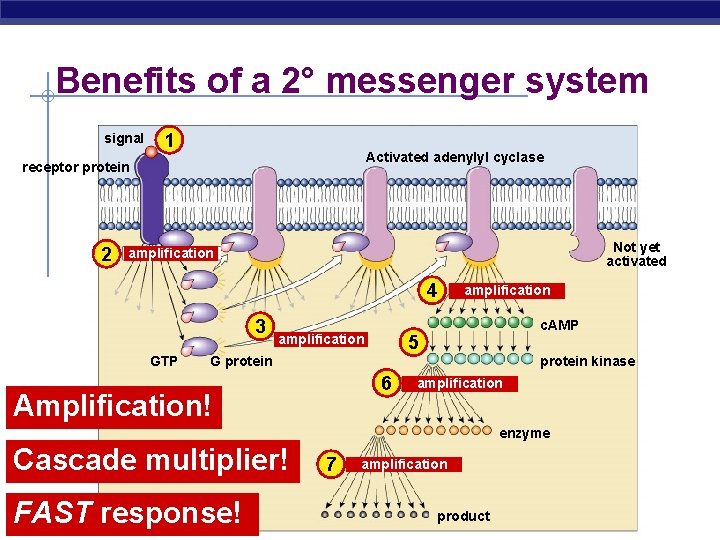 Benefits of a 2° messenger system signal 1 Activated adenylyl cyclase receptor protein 2