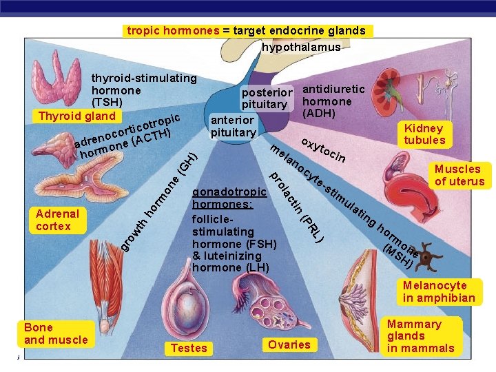 tropic hormones = target endocrine glands hypothalamus thyroid-stimulating hormone (TSH) Thyroid gland opic r