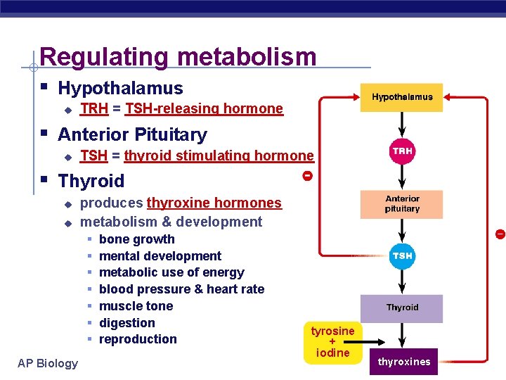 Regulating metabolism § Hypothalamus u TRH = TSH-releasing hormone § Anterior Pituitary u TSH