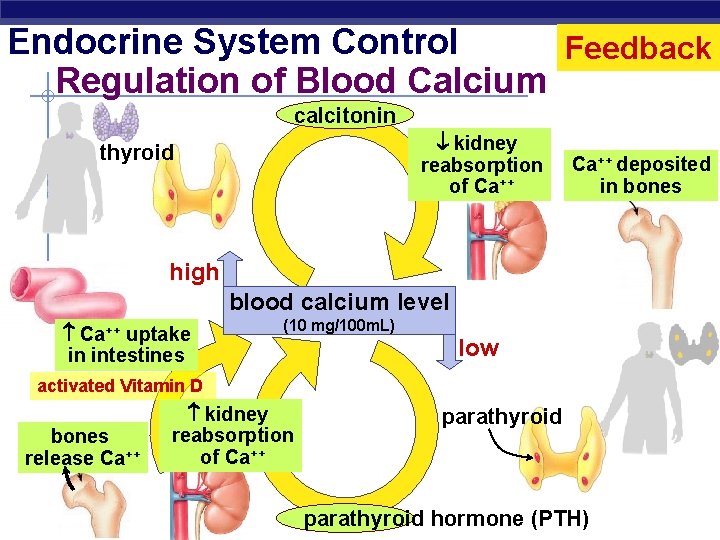 Endocrine System Control Feedback Regulation of Blood Calcium calcitonin kidney reabsorption of Ca++ thyroid