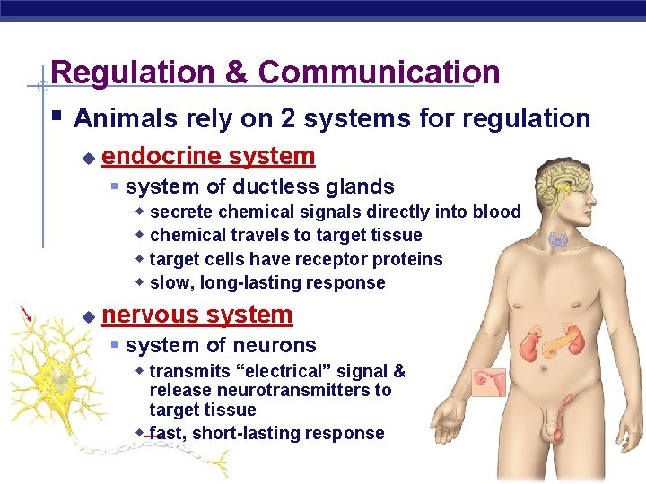 Regulation & Communication § Animals rely on 2 systems for regulation u endocrine system