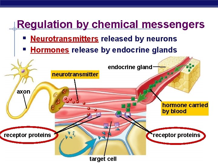 Regulation by chemical messengers § Neurotransmitters released by neurons § Hormones release by endocrine