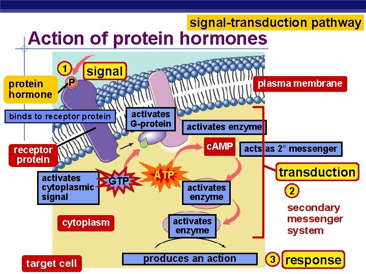signal-transduction pathway Action of protein hormones 1 protein hormone P signal binds to receptor