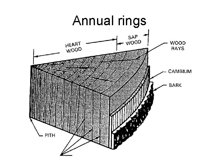 Annual rings 