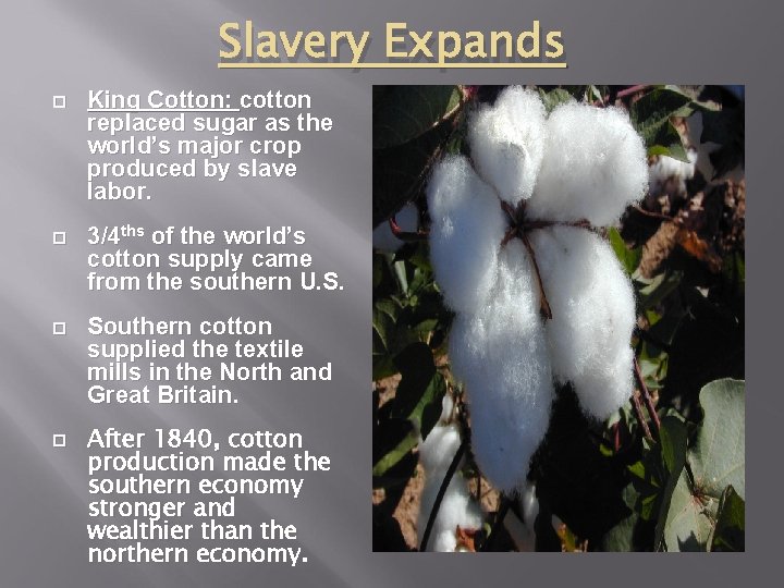 Slavery Expands King Cotton: cotton replaced sugar as the world’s major crop produced by
