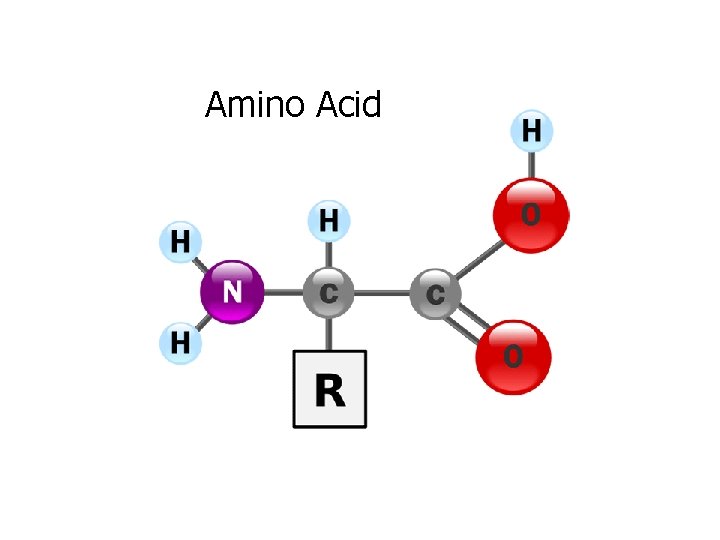 Amino Acid 