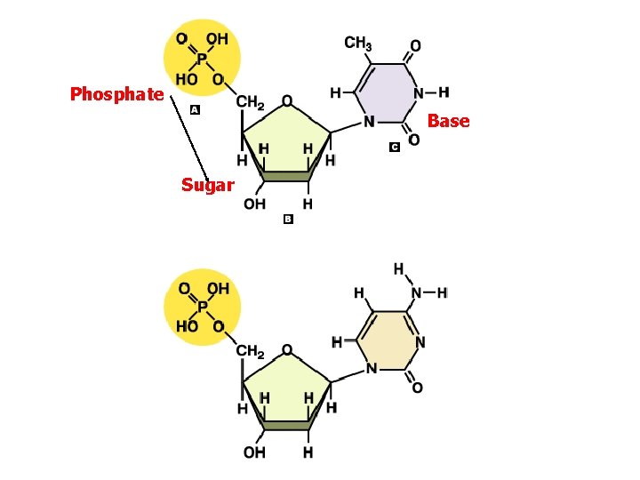 Phosphate Base Sugar 
