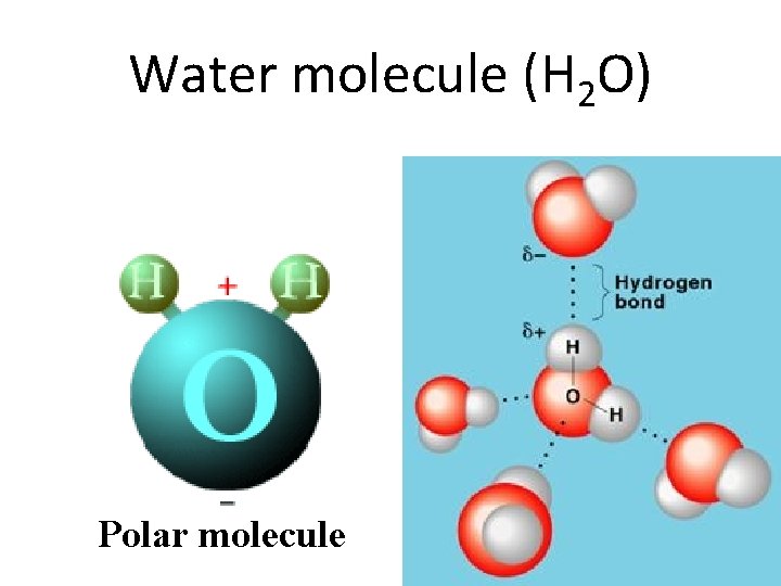 Water molecule (H 2 O) Polar molecule 