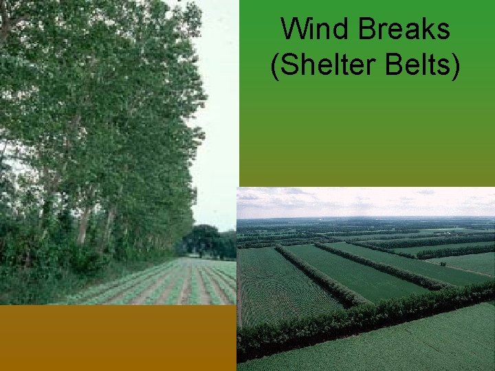 Wind Breaks (Shelter Belts) 