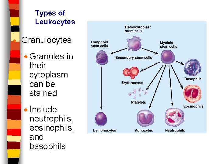 Types of Leukocytes · Granules in their cytoplasm can be stained · Include neutrophils,