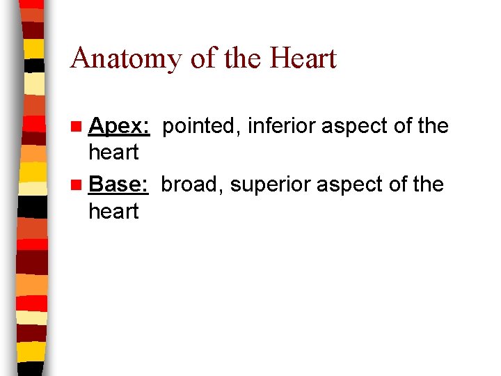Anatomy of the Heart n Apex: pointed, inferior aspect of the heart n Base: