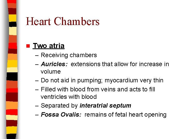Heart Chambers n Two atria – Receiving chambers – Auricles: extensions that allow for