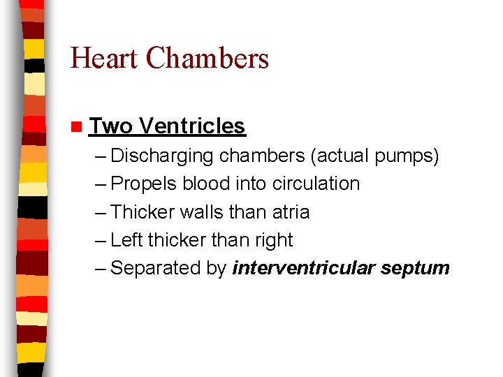 Heart Chambers n Two Ventricles – Discharging chambers (actual pumps) – Propels blood into