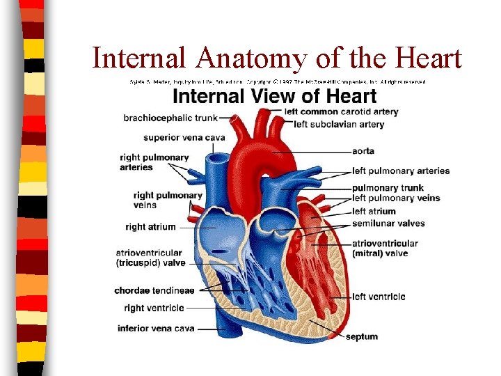 Internal Anatomy of the Heart 