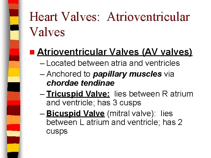 Heart Valves: Atrioventricular Valves n Atrioventricular Valves (AV valves) – Located between atria and