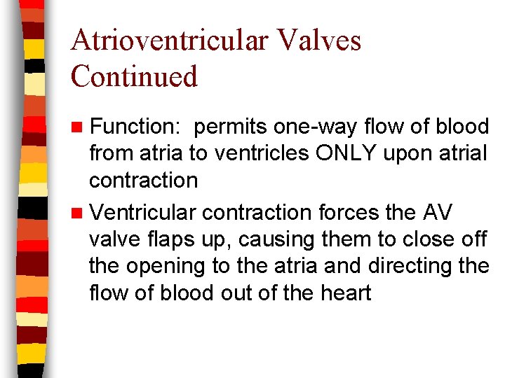 Atrioventricular Valves Continued n Function: permits one-way flow of blood from atria to ventricles