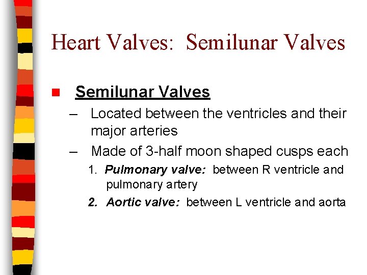 Heart Valves: Semilunar Valves n Semilunar Valves – Located between the ventricles and their