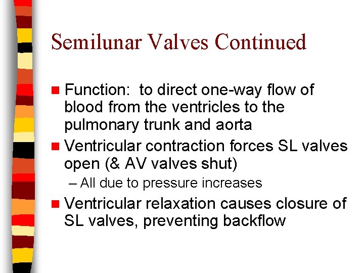 Semilunar Valves Continued n Function: to direct one-way flow of blood from the ventricles