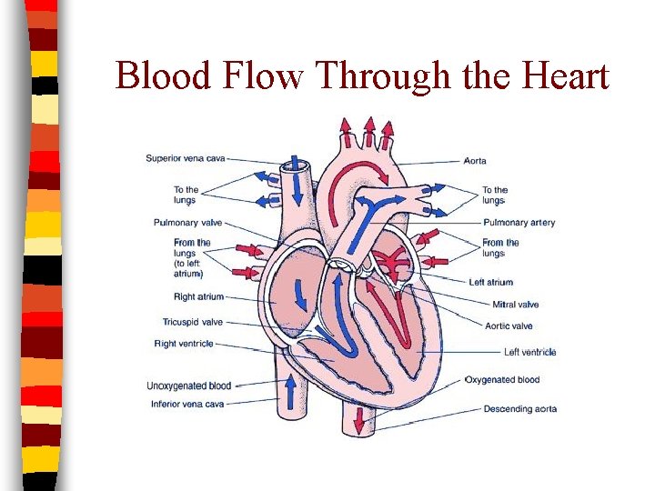 Blood Flow Through the Heart 