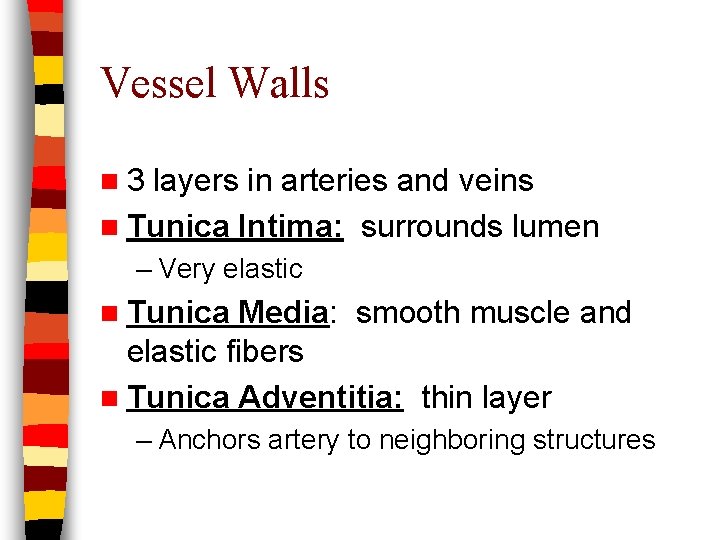 Vessel Walls n 3 layers in arteries and veins n Tunica Intima: surrounds lumen