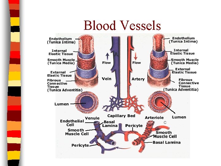 Blood Vessels 