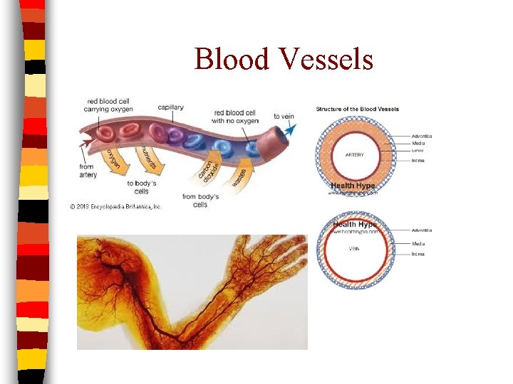 Blood Vessels 