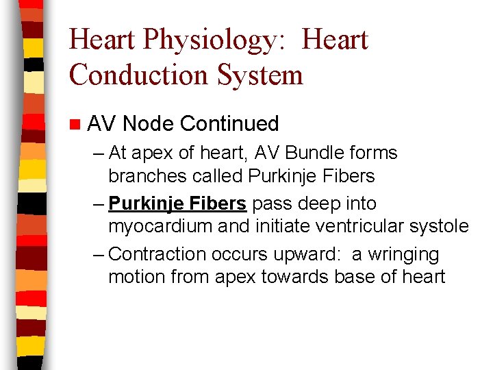 Heart Physiology: Heart Conduction System n AV Node Continued – At apex of heart,