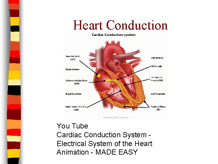 Heart Conduction You Tube Cardiac Conduction System Electrical System of the Heart Animation -