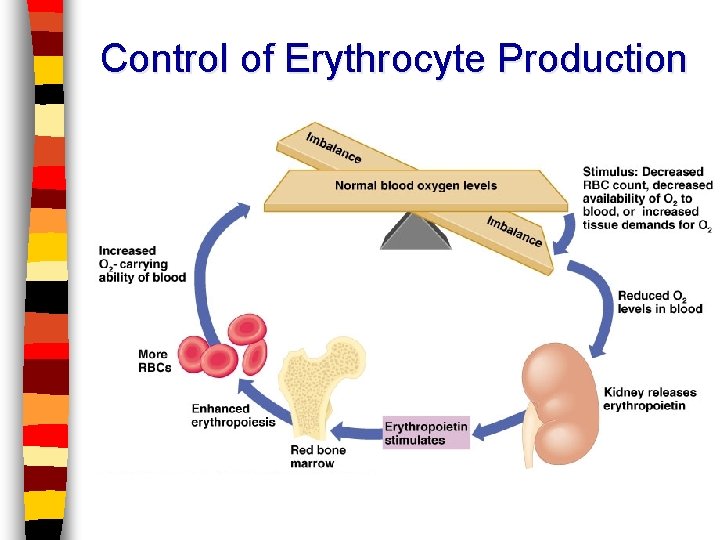 Control of Erythrocyte Production 