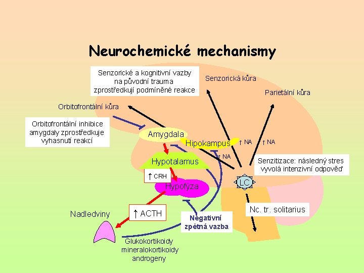Neurochemické mechanismy Senzorické a kognitivní vazby na původní trauma zprostředkují podmíněné reakce Senzorická kůra