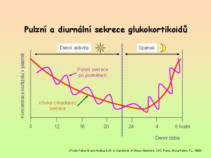 Pulzní a diurnální sekrece glukokortikoidů Koncentrace kortizolu v plazmě Denní aktivita Spánek Pulsní sekrece