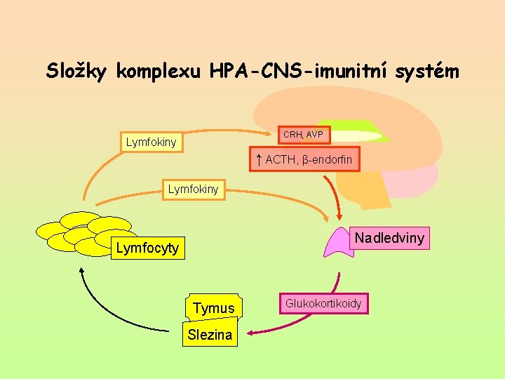 Složky komplexu HPA-CNS-imunitní systém CRH, AVP Lymfokiny ↑ ACTH, β-endorfin Lymfokiny Nadledviny Lymfocyty Tymus