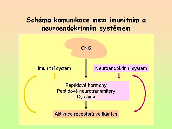 Schéma komunikace mezi imunitním a neuroendokrinním systémem CNS Imunitní systém Neuroendokrinní systém Peptidové hormony