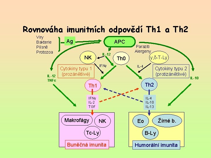 Rovnováha imunitních odpovědí Th 1 a Th 2 Viry Bakterie Plísně Protozoa Ag APC