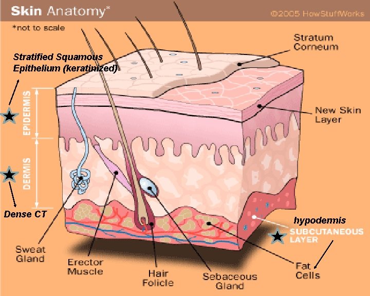 Stratified Squamous Epithelium (keratinized) Dense CT hypodermis 
