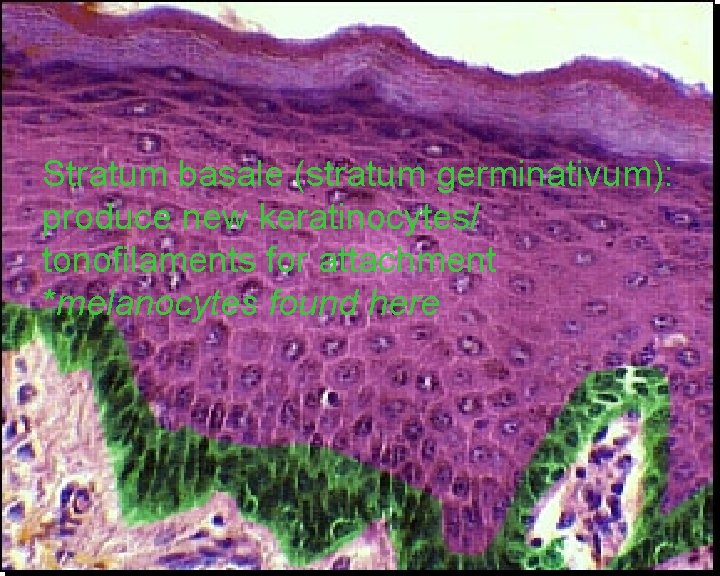 Stratum basale (stratum germinativum): produce new keratinocytes/ tonofilaments for attachment *melanocytes found here 