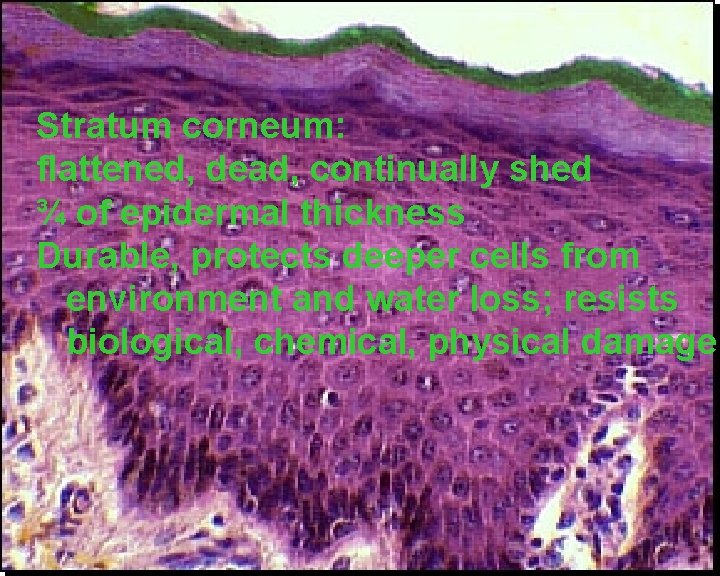 Stratum corneum: flattened, dead, continually shed ¾ of epidermal thickness Durable, protects deeper cells