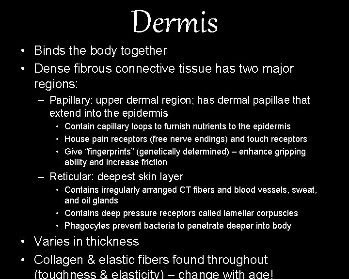 Dermis • Binds the body together • Dense fibrous connective tissue has two major