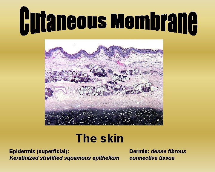 The skin Epidermis (superficial): Keratinized stratified squamous epithelium Dermis: dense fibrous connective tissue 