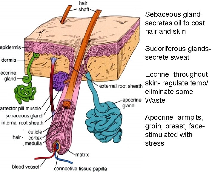 Sebaceous glandsecretes oil to coat hair and skin Sudoriferous glandssecrete sweat Eccrine- throughout skin-