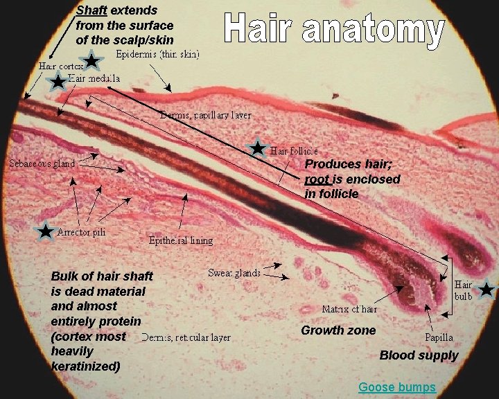 Shaft extends from the surface of the scalp/skin Produces hair; root is enclosed in