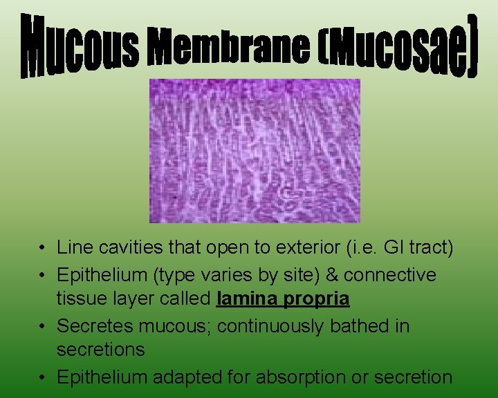  • Line cavities that open to exterior (i. e. GI tract) • Epithelium